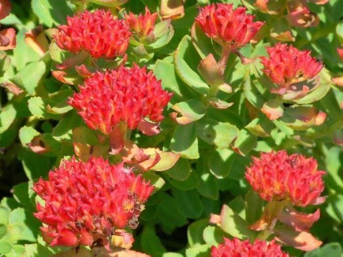 Rhodiola rosea pentru tratamentul prostatitei